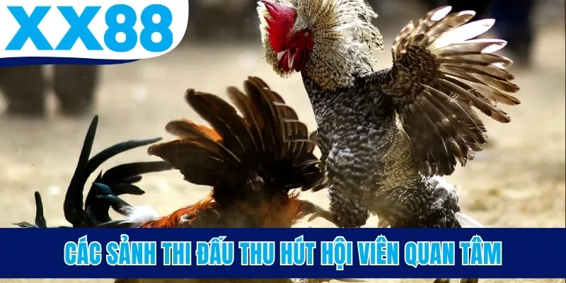 Các sảnh thi đấu thu hút hội viên quan tâm