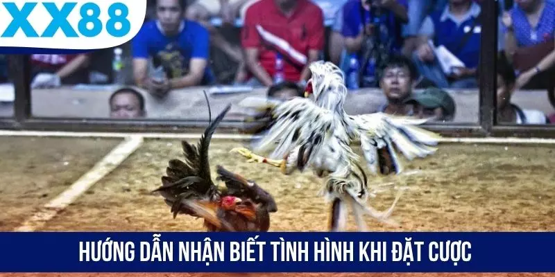 Hướng dẫn nhận biết tình hình khi đặt cược