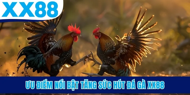 Ưu điểm nổi bật tăng sức hút đá gà XX88